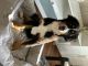 Bernese Mountain Dog Puppies for sale in Farmingdale, NY 11735, USA. price: NA