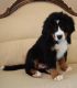 Bernese Mountain Dog Puppies for sale in Burnsville, NC 28714, USA. price: $1,350