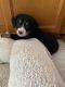 Bernese Mountain Dog Puppies for sale in Finlayson, MN 55735, USA. price: $1,200