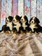 Bernese Mountain Dog Puppies for sale in Los Angeles, CA, USA. price: $750