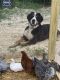 Bernese Mountain Dog Puppies for sale in 10811 N Gasburg Rd, Mooresville, IN 46158, USA. price: NA