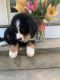 Bernese Mountain Dog Puppies for sale in Fort Plain, NY, USA. price: NA
