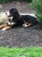 Bernese Mountain Dog Puppies for sale in Litchfield, CT, USA. price: $1,000