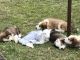 Bernese Mountain Dog Puppies for sale in Blackville, SC 29817, USA. price: $1,000