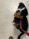 Bernese Mountain Dog Puppies for sale in Imperial, MO, USA. price: $2,000