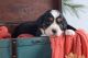 Bernese Mountain Dog Puppies for sale in Lakeville, OH 44638, USA. price: $5,900