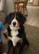 Bernese Mountain Dog Puppies for sale in Dover, PA 17315, USA. price: $2,000