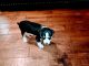 Bernese Mountain Dog Puppies for sale in Laurel, IN, USA. price: NA