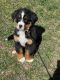 Bernese Mountain Dog Puppies for sale in Alexandria, VA, USA. price: $2,750