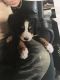Bernese Mountain Dog Puppies for sale in Chesapeake, OH 45619, USA. price: NA