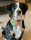 Bernese Mountain Dog Puppies for sale in Alpharetta, GA, USA. price: $2,000