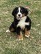 Bernese Mountain Dog Puppies for sale in 1907 N Rochester Ave, Indianapolis, IN 46222, USA. price: $1,500