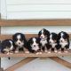 Bernese Mountain Dog Puppies for sale in California City, CA, USA. price: NA