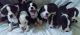 Bernese Mountain Dog Puppies for sale in Eugene, OR, USA. price: $600