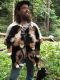 Bernese Mountain Dog Puppies for sale in Wilkes-Barre, PA, USA. price: NA