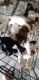 Bernese Mountain Dog Puppies for sale in Eagle Mountain, UT, USA. price: $300