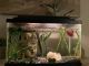 Betta Fish Fishes for sale in Jacksonville, FL, USA. price: $50