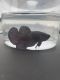 Betta Fish Fishes for sale in Naples, ME, USA. price: $10