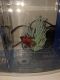 Betta Fish Fishes for sale in Medford, NY, USA. price: NA