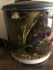 Betta Fish Fishes for sale in Palmdale, CA, USA. price: NA