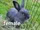 Beveren rabbit Rabbits for sale in Palmyra, ME 04965, USA. price: NA