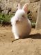 Beveren rabbit Rabbits