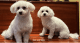 Bichon Bolognese Puppies