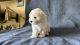 Bichon Bolognese Puppies for sale in Toronto, ON, Canada. price: $3,000