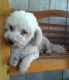 Bichon Bolognese Puppies for sale in Tujunga, Los Angeles, CA 91042, USA. price: NA