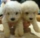 Bichon Bolognese Puppies