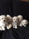Bichon Bolognese Puppies for sale in Dublin, OH, USA. price: $500