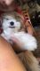 Bichon Bolognese Puppies for sale in Kilgore, TX 75662, USA. price: NA
