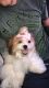 Bichon Bolognese Puppies for sale in Kilgore, TX 75662, USA. price: $880