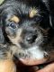 Bichon Bolognese Puppies for sale in Riverdale, GA, USA. price: $300