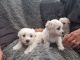 Bichon Frise Puppies for sale in New York, NY, USA. price: $300