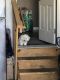 Bichon Frise Puppies for sale in Columbus, OH, USA. price: NA