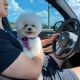 Bichon Frise Puppies for sale in York, PA, USA. price: NA