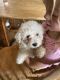 Bichon Frise Puppies for sale in Borger, TX 79007, USA. price: NA