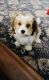 Bichon Frise Puppies for sale in Pasadena, MD 21122, USA. price: $1,100