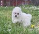 Bichon Frise Puppies for sale in Texas City, TX, USA. price: NA