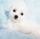 Bichon Frise Puppies for sale in Klamath Falls, OR, USA. price: NA