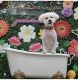 Bichon Frise Puppies for sale in Bayonne, NJ, USA. price: $3,000