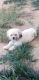 Bichon Frise Puppies for sale in Colorado Springs, CO, USA. price: NA