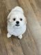 Bichon Frise Puppies for sale in Gilbert, AZ, USA. price: $300
