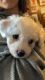 Bichon Frise Puppies for sale in Lexington, NC, USA. price: NA