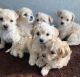 Bichon Frise Puppies for sale in Stockton, CA, USA. price: NA