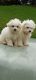 Bichon Frise Puppies for sale in Auckland, New Zealand. price: NA