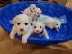 Bichon Frise Puppies for sale in Knoxville, TN, USA. price: NA