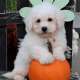 Bichon Frise Puppies for sale in 300 Front St, Greenport, NY 11944, USA. price: NA
