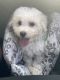 Bichon Frise Puppies for sale in Greenville, SC, USA. price: NA